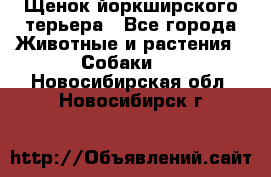 Щенок йоркширского терьера - Все города Животные и растения » Собаки   . Новосибирская обл.,Новосибирск г.